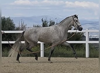 PRE, Wałach, 3 lat, 160 cm, Siwa