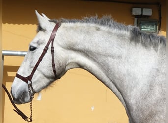 PRE, Wałach, 3 lat, 160 cm, Siwa