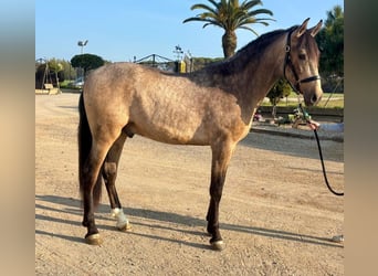 PRE Mix, Wałach, 3 lat, 161 cm, Bułana