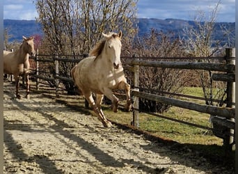 PRE Mix, Wałach, 3 lat, 161 cm, Perlino