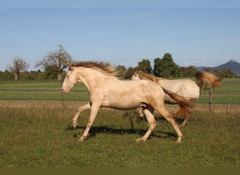 PRE Mix, Wałach, 3 lat, 161 cm, Perlino