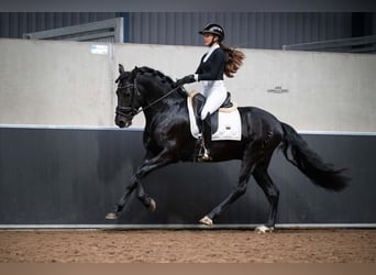 PRE Mix, Wałach, 3 lat, 162 cm, Kara