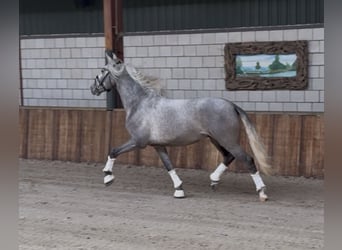 PRE Mix, Wałach, 3 lat, 162 cm, Siwa jabłkowita