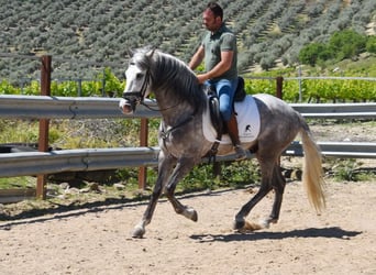 PRE Mix, Wałach, 3 lat, 162 cm, Siwa