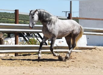 PRE Mix, Wałach, 3 lat, 162 cm, Siwa