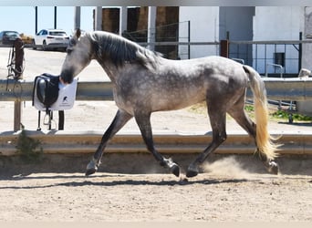 PRE Mix, Wałach, 3 lat, 162 cm, Siwa