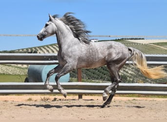 PRE Mix, Wałach, 3 lat, 162 cm, Siwa