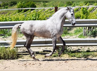 PRE Mix, Wałach, 3 lat, 162 cm, Siwa