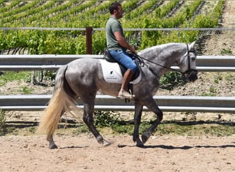 PRE Mix, Wałach, 3 lat, 162 cm, Siwa