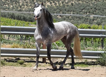 PRE Mix, Wałach, 3 lat, 162 cm, Siwa