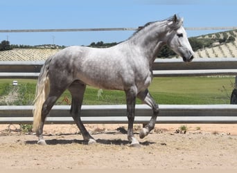 PRE Mix, Wałach, 3 lat, 162 cm, Siwa