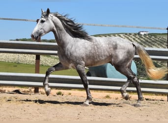 PRE Mix, Wałach, 3 lat, 162 cm, Siwa