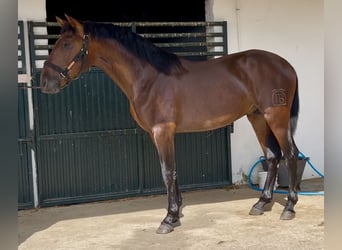 PRE Mix, Wałach, 3 lat, 163 cm, Gniada
