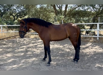 PRE Mix, Wałach, 3 lat, 163 cm, Gniada