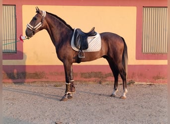 PRE Mix, Wałach, 3 lat, 163 cm, Siwa