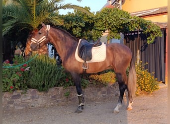 PRE Mix, Wałach, 3 lat, 163 cm, Siwa