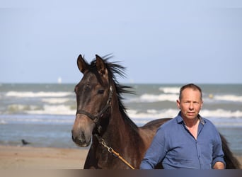 PRE, Wałach, 3 lat, 163 cm, Siwa