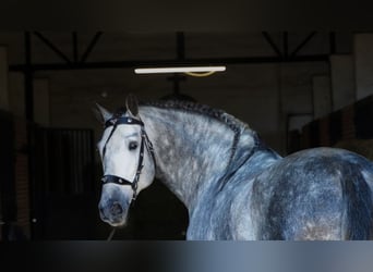 PRE, Wałach, 3 lat, 164 cm, Siwa jabłkowita