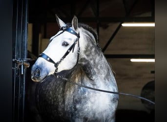 PRE, Wałach, 3 lat, 164 cm, Siwa jabłkowita