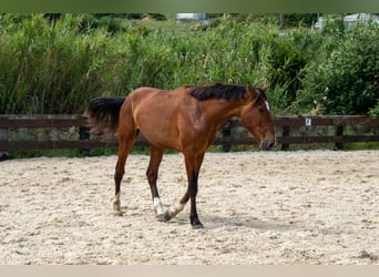 PRE, Wałach, 3 lat, 165 cm, Gniada