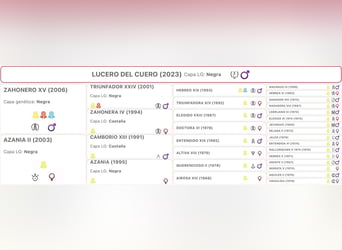 PRE Mix, Wałach, 3 lat, 165 cm, Kara