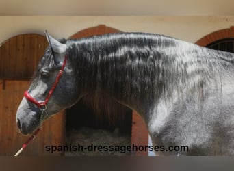 PRE Mix, Wałach, 3 lat, 168 cm, Siwa