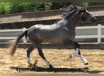 PRE Mix, Wałach, 3 lat, 168 cm, Siwa