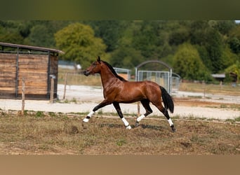 PRE, Wałach, 3 lat, Gniada