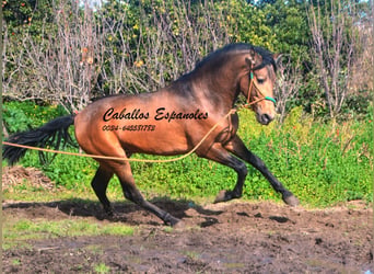 PRE Mix, Wałach, 4 lat, 150 cm, Jelenia