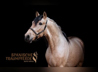 PRE, Wałach, 4 lat, 151 cm, Bułana