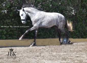 PRE Mix, Wałach, 4 lat, 152 cm, Siwa jabłkowita