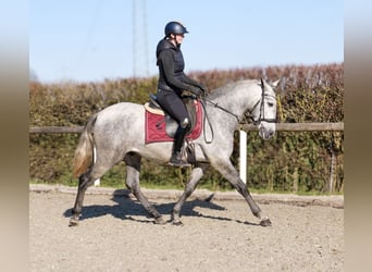 PRE Mix, Wałach, 4 lat, 153 cm, Siwa