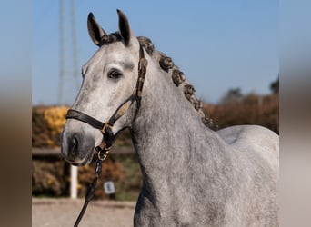 PRE Mix, Wałach, 4 lat, 153 cm, Siwa