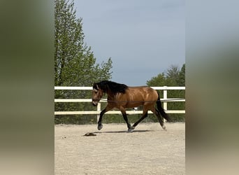 PRE Mix, Wałach, 4 lat, 155 cm, Bułana