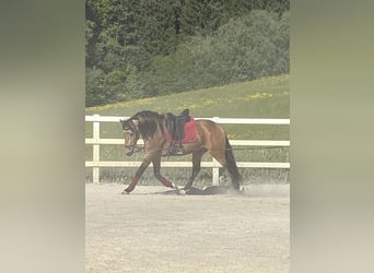 PRE Mix, Wałach, 4 lat, 155 cm, Bułana