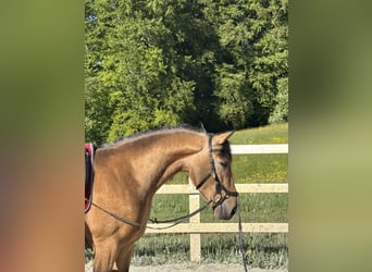 PRE Mix, Wałach, 4 lat, 155 cm, Bułana