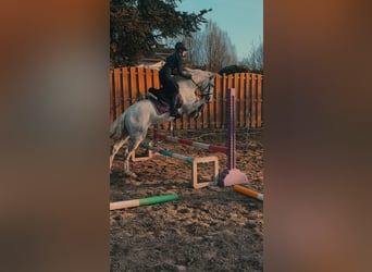 PRE Mix, Wałach, 4 lat, 155 cm, Siwa jabłkowita