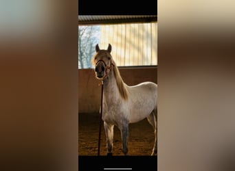 PRE Mix, Wałach, 4 lat, 155 cm, Siwa jabłkowita