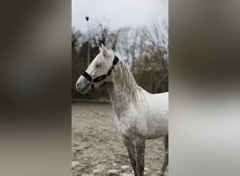 PRE Mix, Wałach, 4 lat, 155 cm, Siwa jabłkowita
