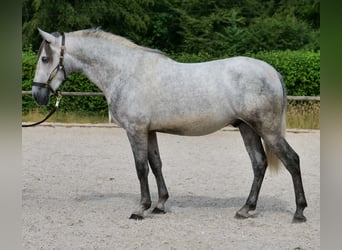PRE Mix, Wałach, 4 lat, 155 cm, Siwa