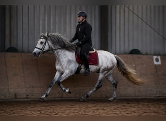 PRE Mix, Wałach, 4 lat, 155 cm, Siwa