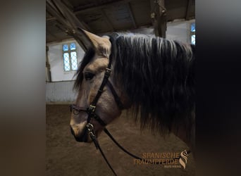 PRE Mix, Wałach, 4 lat, 156 cm, Bułana