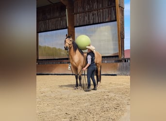 PRE, Wałach, 4 lat, 156 cm, Bułana