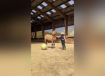 PRE, Wałach, 4 lat, 156 cm, Bułana