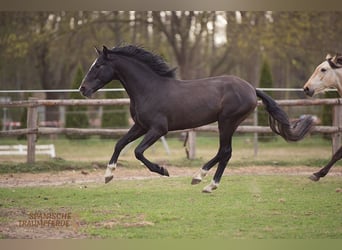 PRE Mix, Wałach, 4 lat, 156 cm, Karosiwa