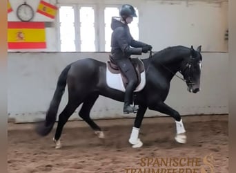 PRE Mix, Wałach, 4 lat, 156 cm, Karosiwa