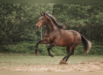 PRE Mix, Wałach, 4 lat, 156 cm, Skarogniada