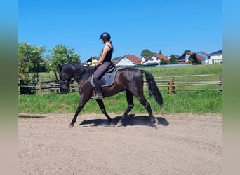 PRE Mix, Wałach, 4 lat, 157 cm, Kara
