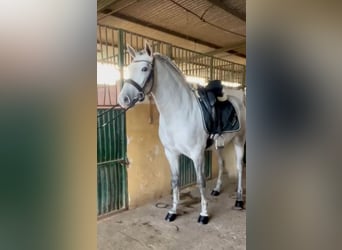 PRE Mix, Wałach, 4 lat, 157 cm, Siwa jabłkowita