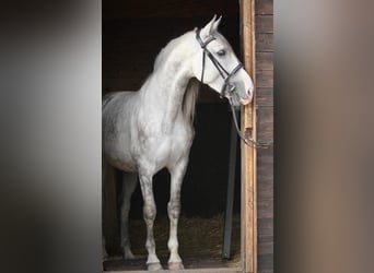 PRE Mix, Wałach, 4 lat, 157 cm, Siwa
